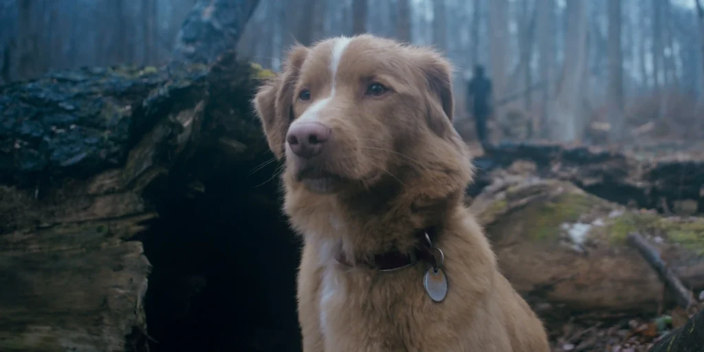 Indy in Good Boy